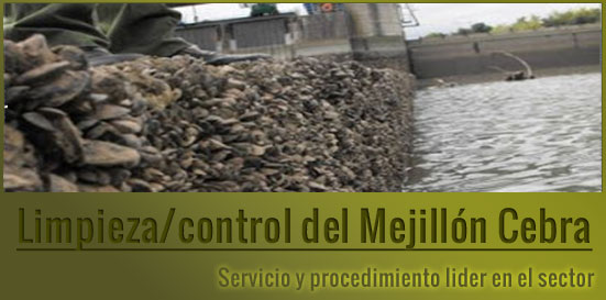 Mejillón cebra